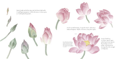 The Water Flower - Image 2