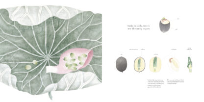 The Water Flower - Image 4