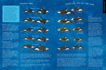 The Whale's Song - Image 4
