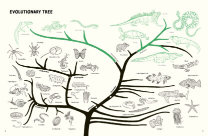 Reptiles and Amphibians of the Americas - Image 2